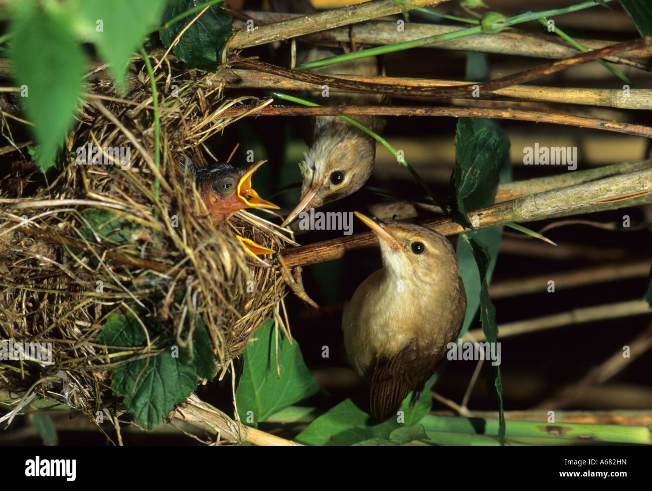 Marsh Warbler (Agrocephalus Palustris) Familie Laubsänger am nest Stockfoto