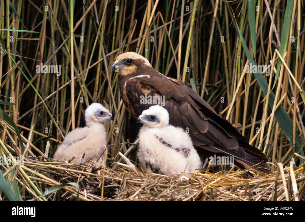 Marsh Harrier (Circus Aeruginosus) Familie (Accipitridae) weiblich Stockfoto