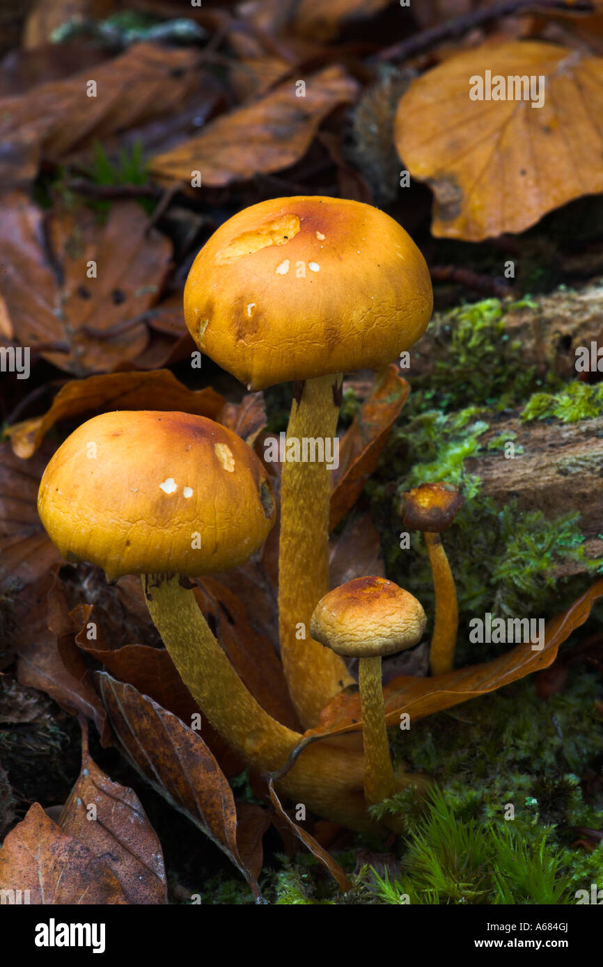 Orange farbigen Pilze wachsen auf dem Wald-Teppich Stockfoto
