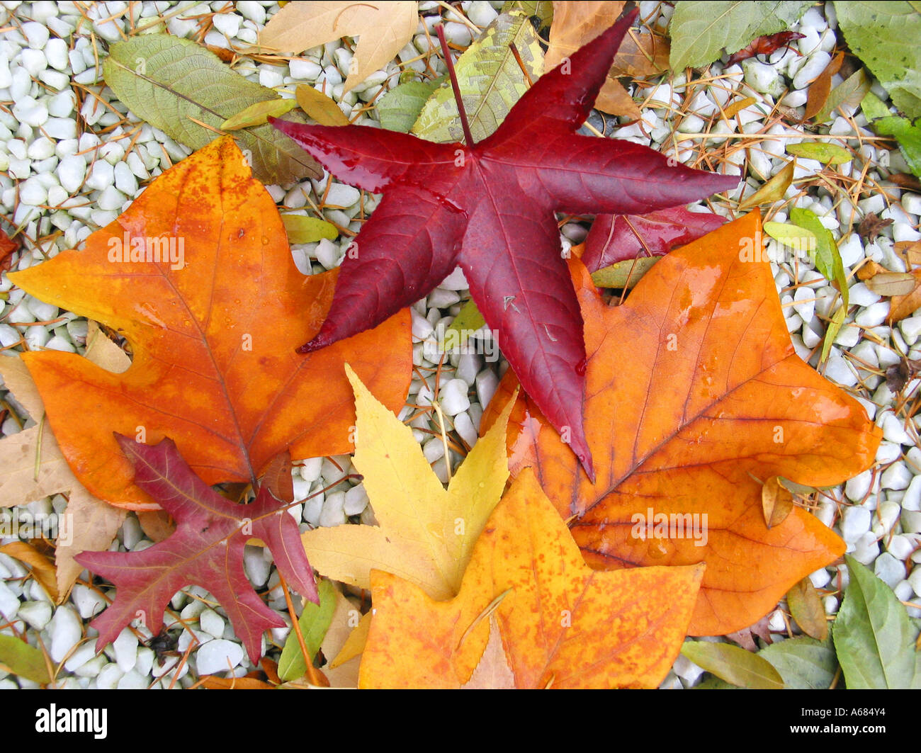 buntes Laub auf weißen Kieselsteinen Stockfoto