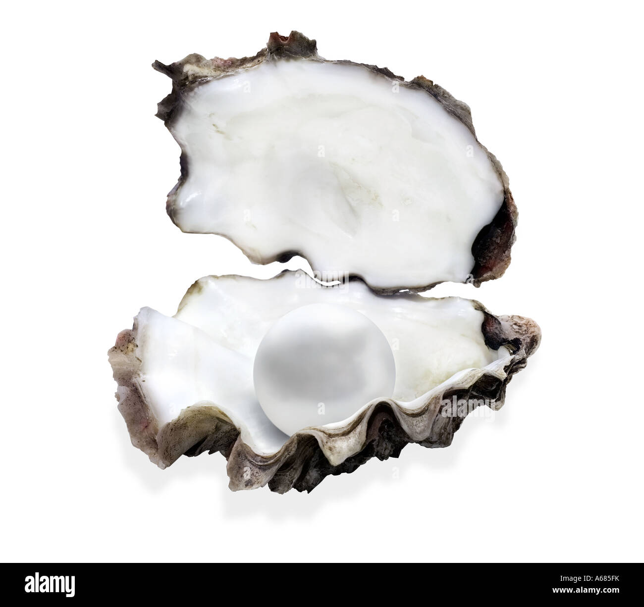 Auster, Austernschale, offene Austernschale mit Perle im Inneren, Ausschnitt, Ausschneiden Stockfoto