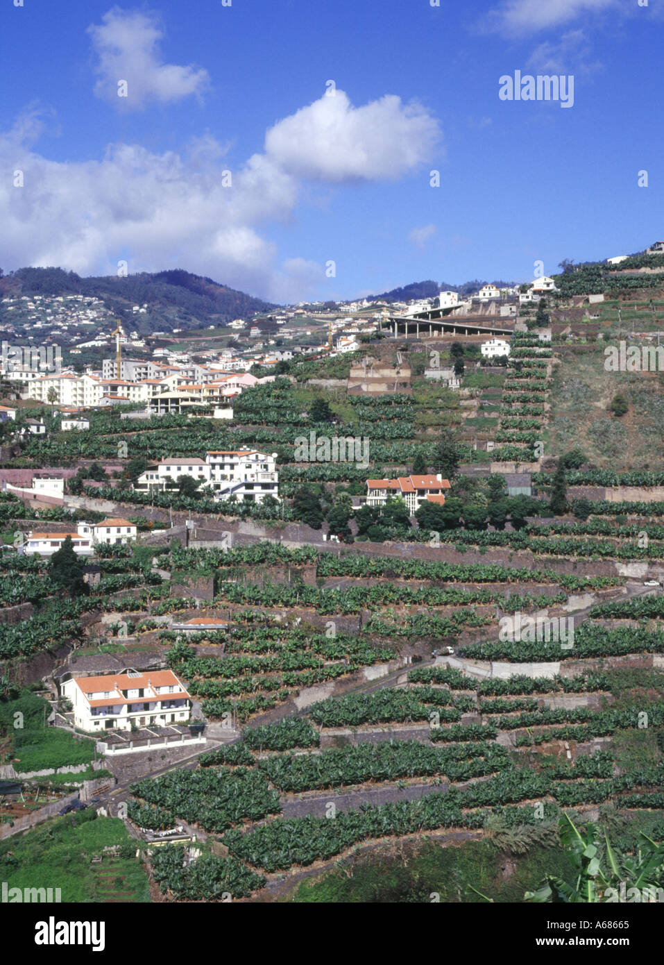 Dh Funchal, Madeira Häuser und terrassenförmig angelegten Feld tal Felder Stockfoto