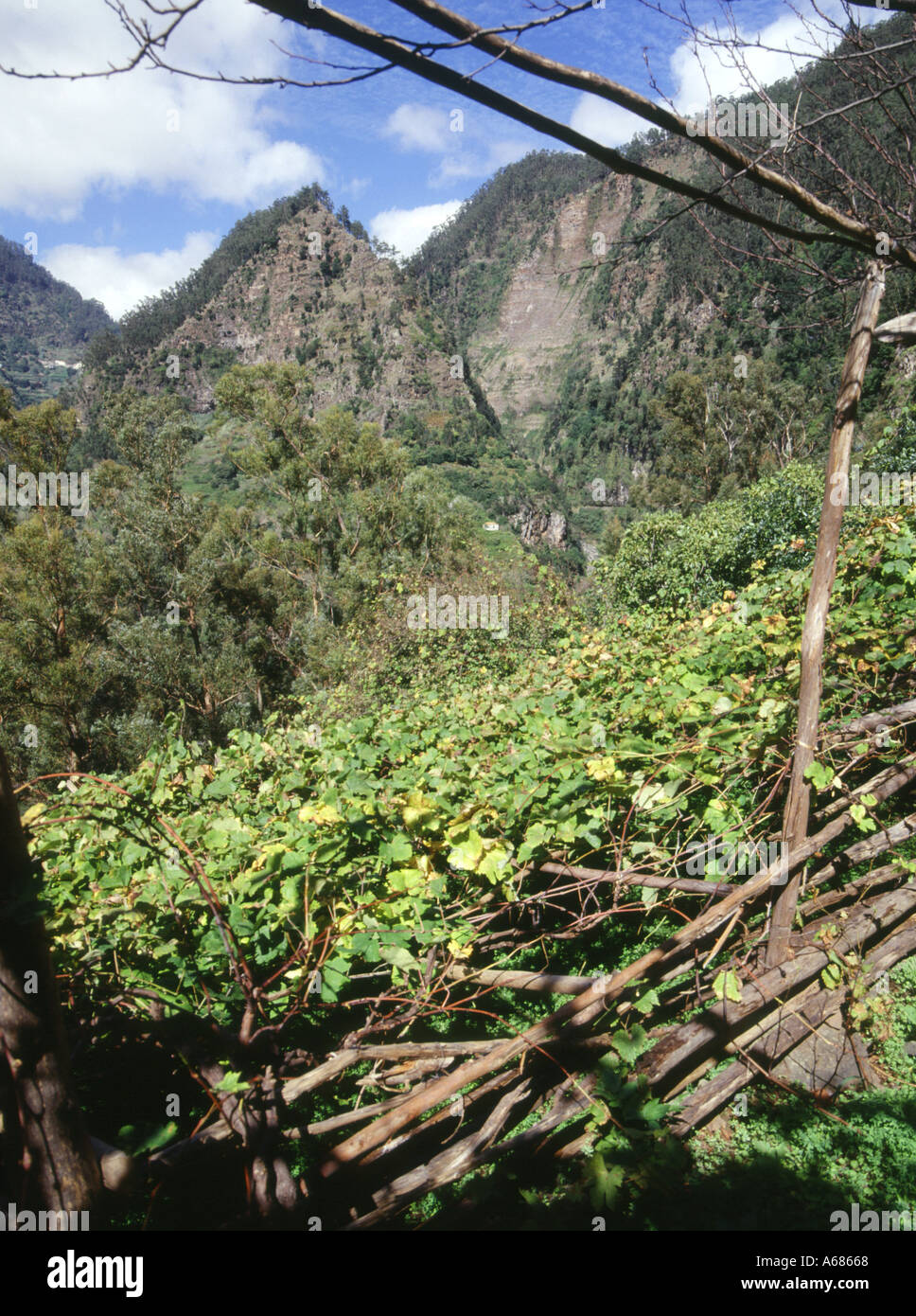 dh SOCORRIDOS-TAL WEINTRAUBEN AUF dem Weingut MADEIRA in terrassenförmig angelegter Wiese bei Levada-Weinfeldern Stockfoto