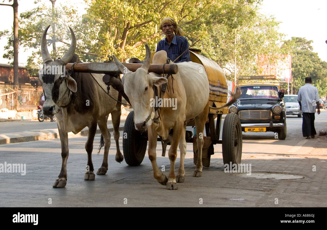 Kerosin Lieferung durch traditionelle Bullock Cart Mumbai Indien Stockfoto