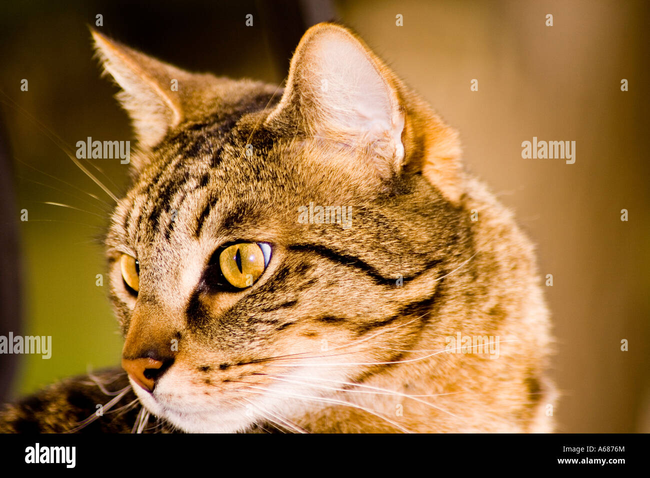 Was ist die Katze? Stockfoto