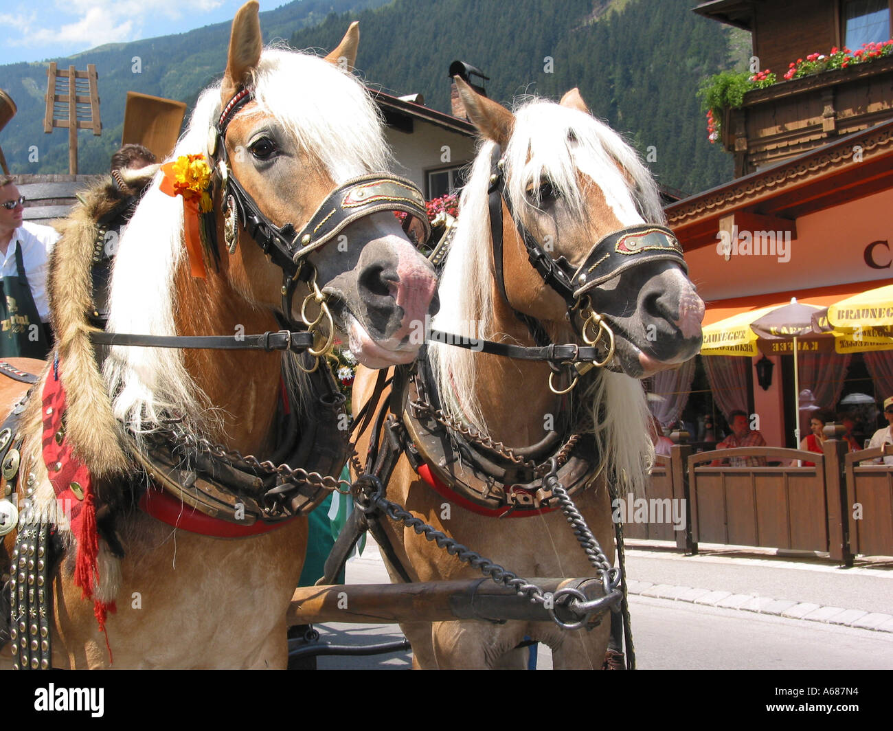 Zwei Haflingerpferde beim jährlichen Festival Mayrhofen Zillertal Tirol Österreich Stockfoto