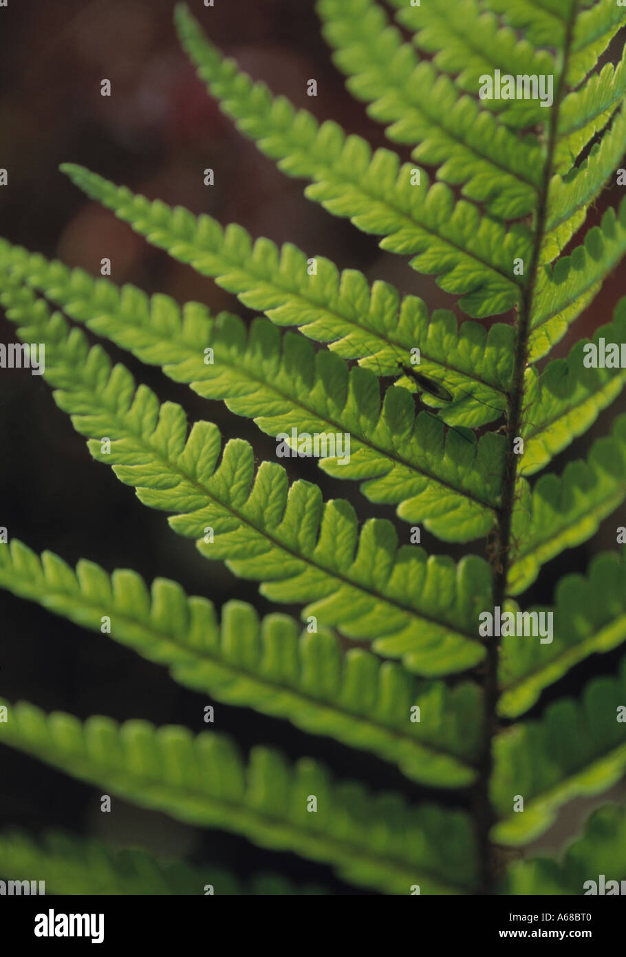 Farn Blätter wachsen in irischen Bauerngarten, Stockfoto