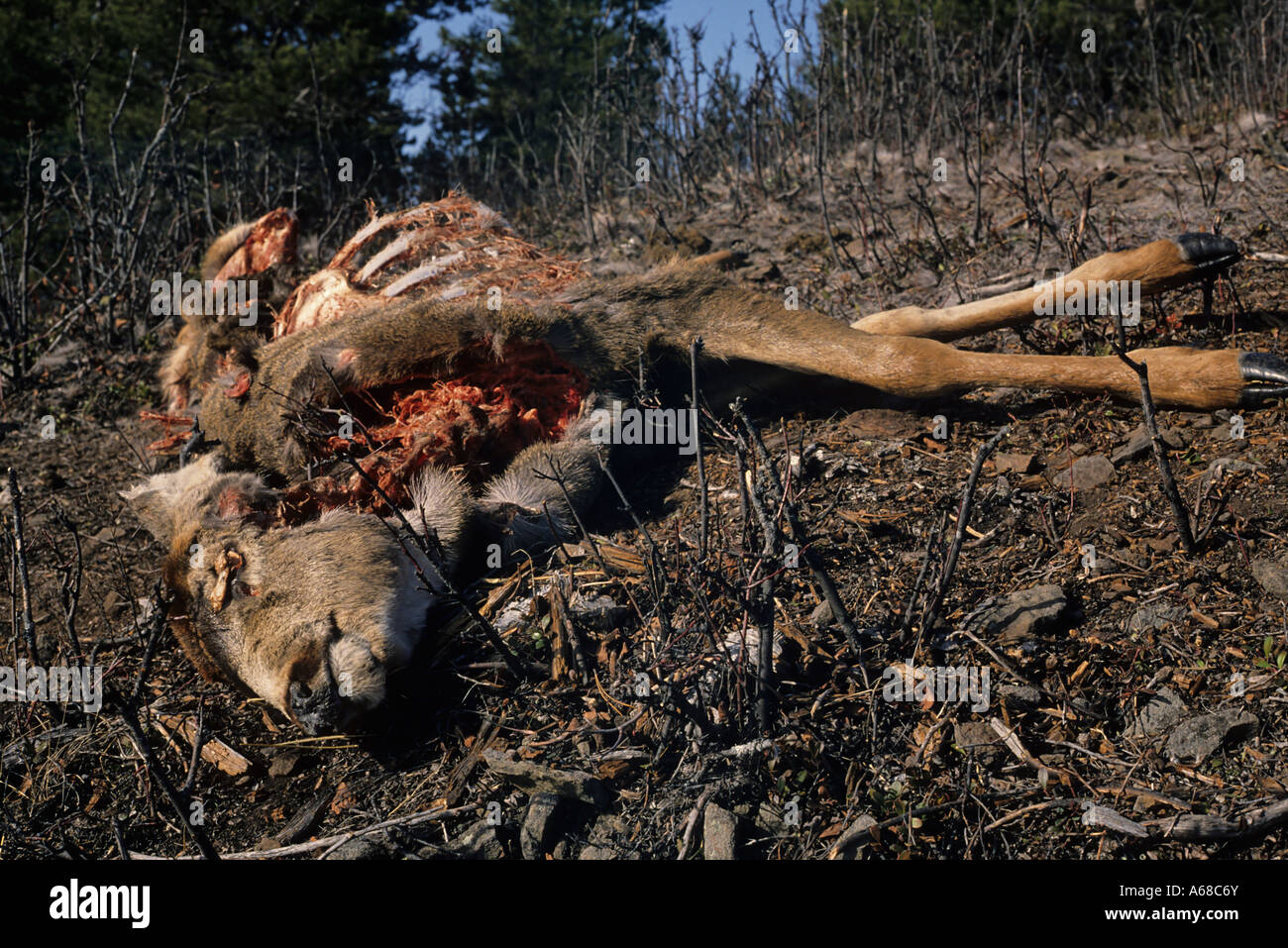 Dead Mule Deer Doe Bulkley Tal-Britisch-Kolumbien Stockfoto