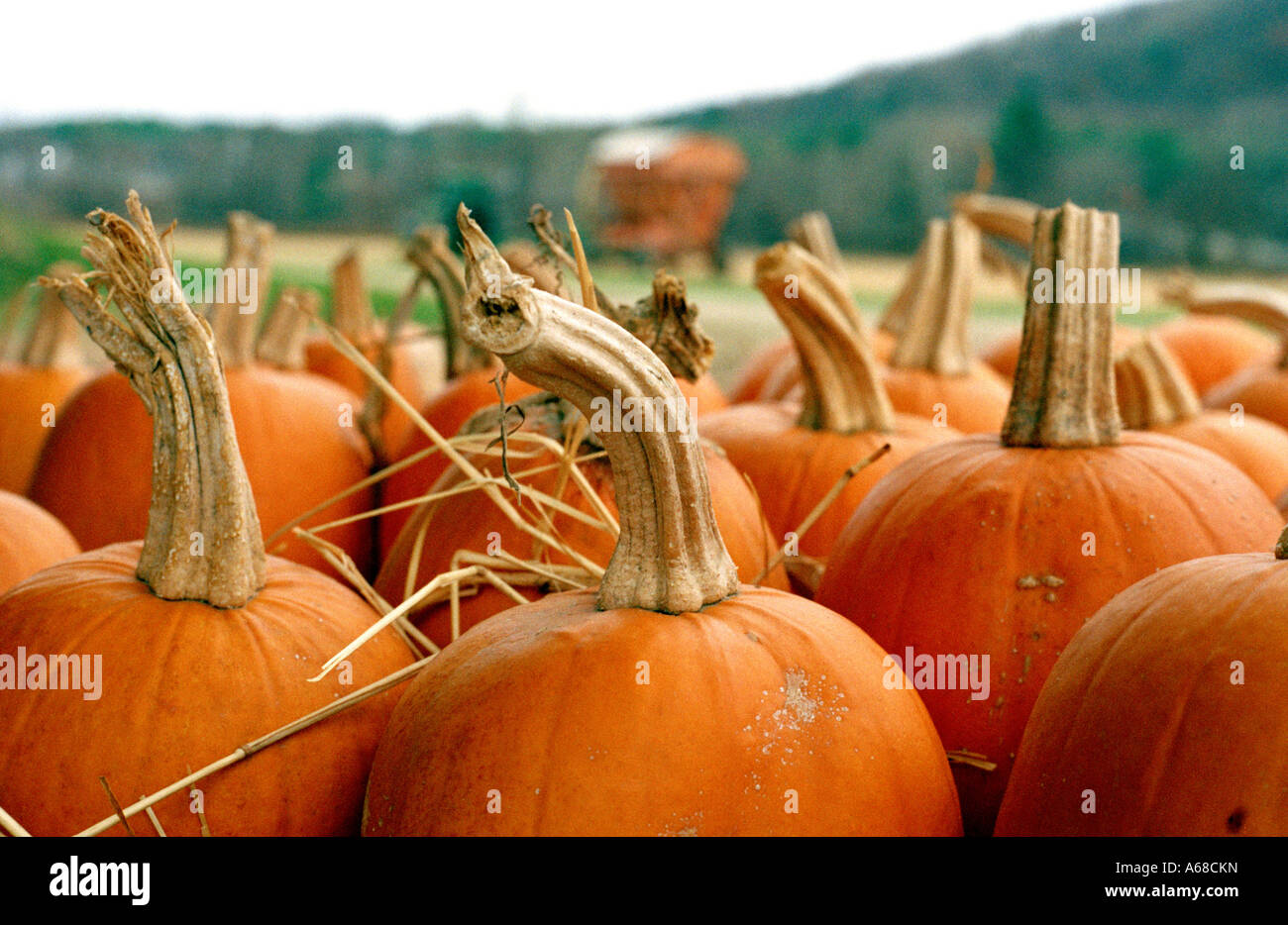 Nahaufnahme der Kürbisse In einem Feld. Weißen Sie hohlen Farm, Sharon, Connecticut, New England, USA. Stockfoto