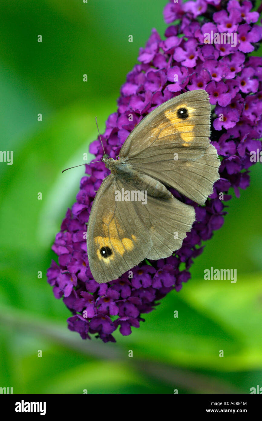 Butterfly bush buddleja sp -Fotos und -Bildmaterial in hoher Auflösung ...