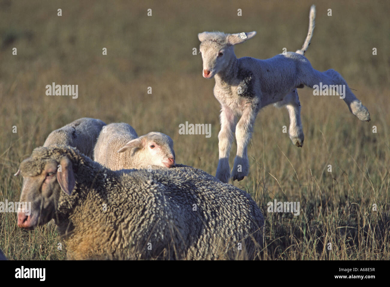 Hausschaf (Ovis Ammon Aries), Ewe mit verspielten Lämmer Stockfoto