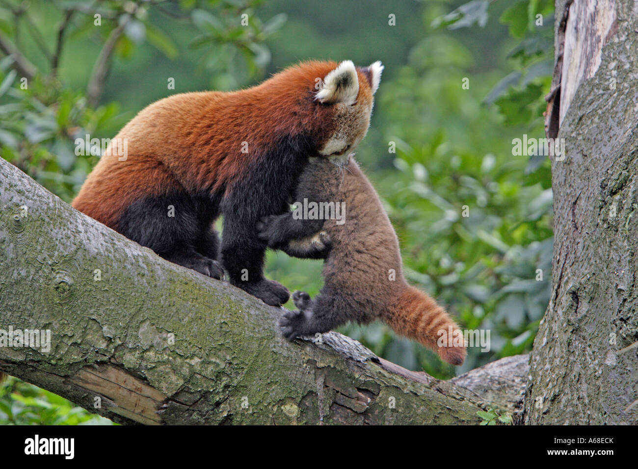 Baby red panda -Fotos und -Bildmaterial in hoher Auflösung - Seite 2
