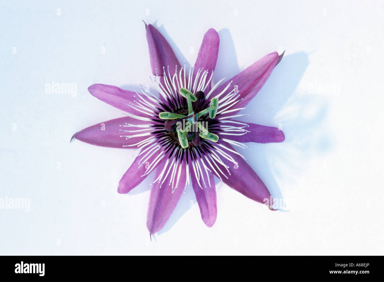 Passionsblume (Passiflora SP.), Studio Blumenbild Stockfoto