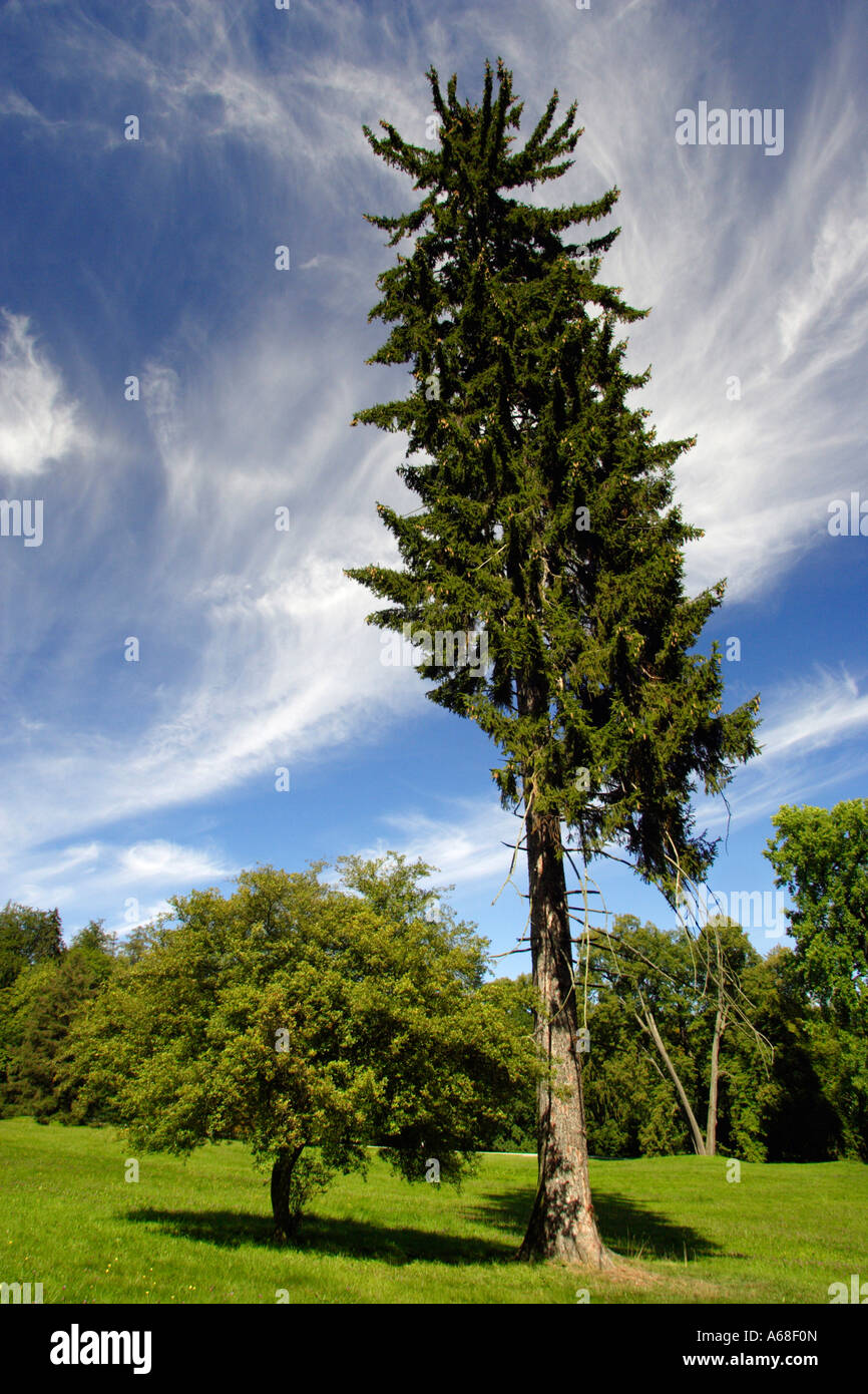 Sitka-Fichte (Picea Sitchensis) im Park Wilhelmshöhe, Deutschland Stockfoto