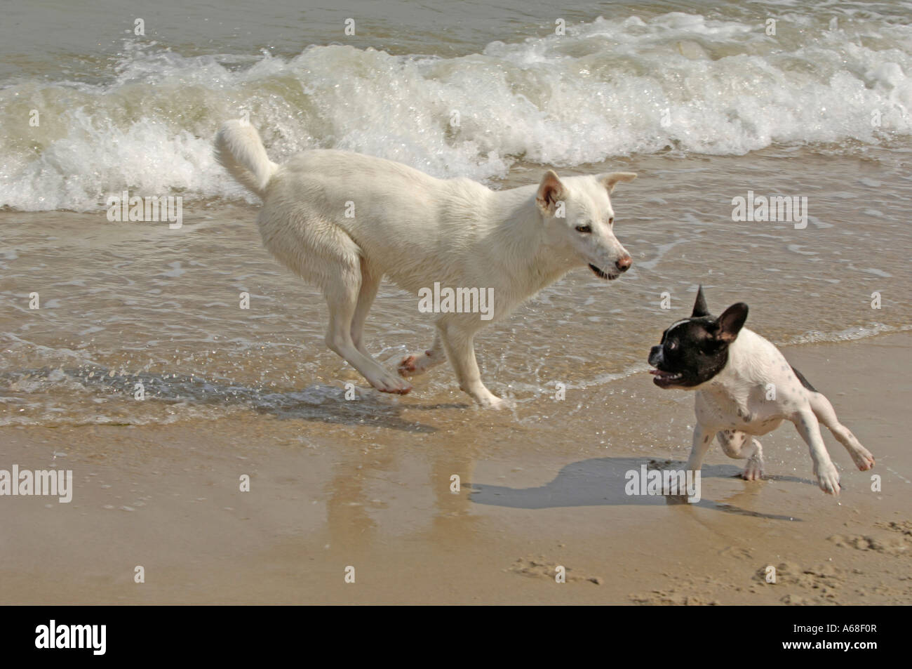 Französische Bulldogge und weißer Schweizer Schäferhund (Canis Lupus Familiaris) spielen am Strand Stockfoto