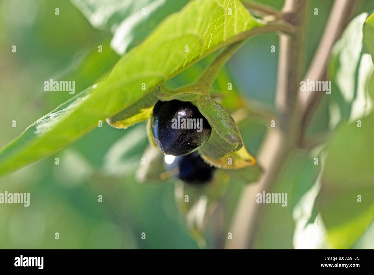 Belladonna, Tollkirsche Devils Cherry (Atropa Belladonna), reife Beeren am Zweig Stockfoto