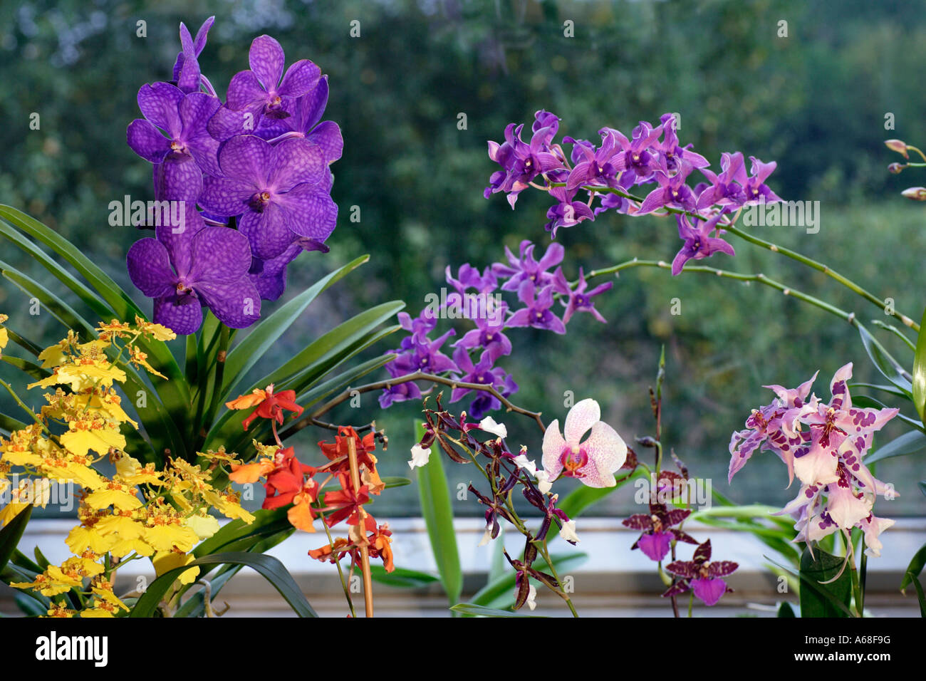 Verschiedene kulturelle Vielfalt von tropischen Orchideen auf einer Fensterbank Stockfoto