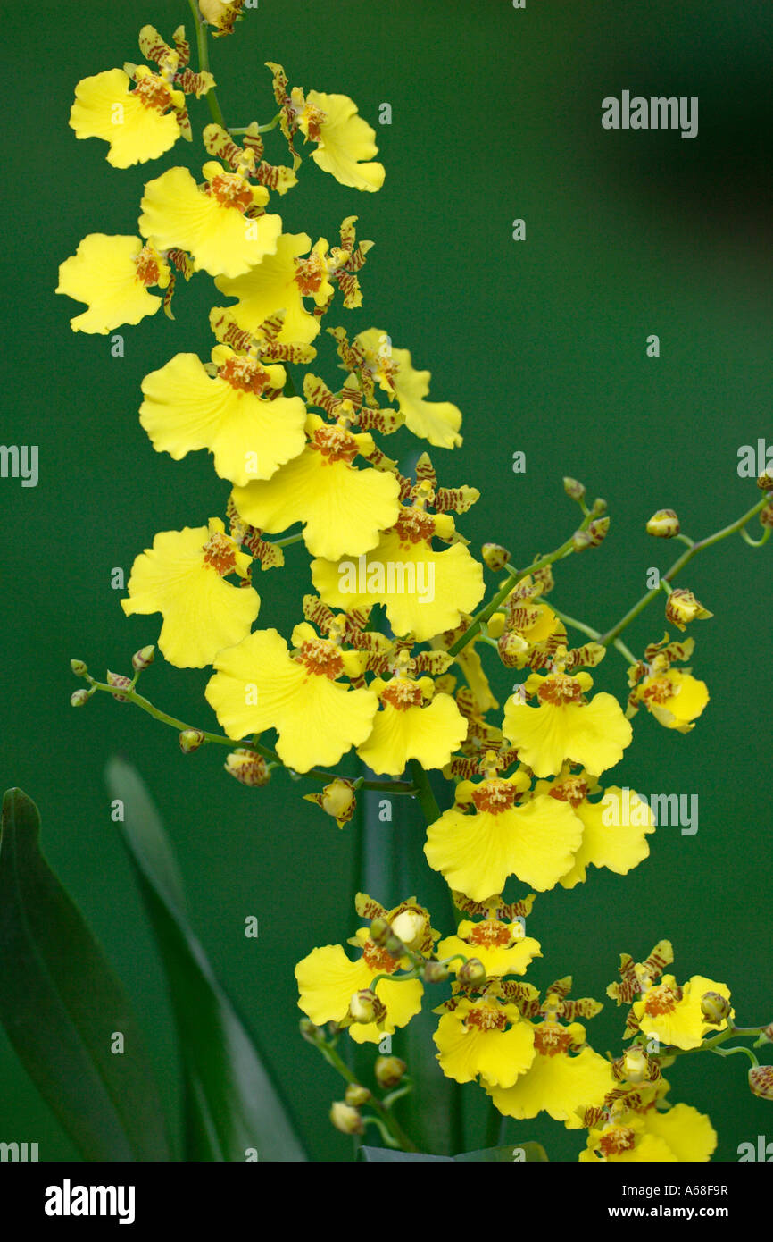 Tropische Orchidee (Onicidium Gower Ramsey), Blüte Stockfoto