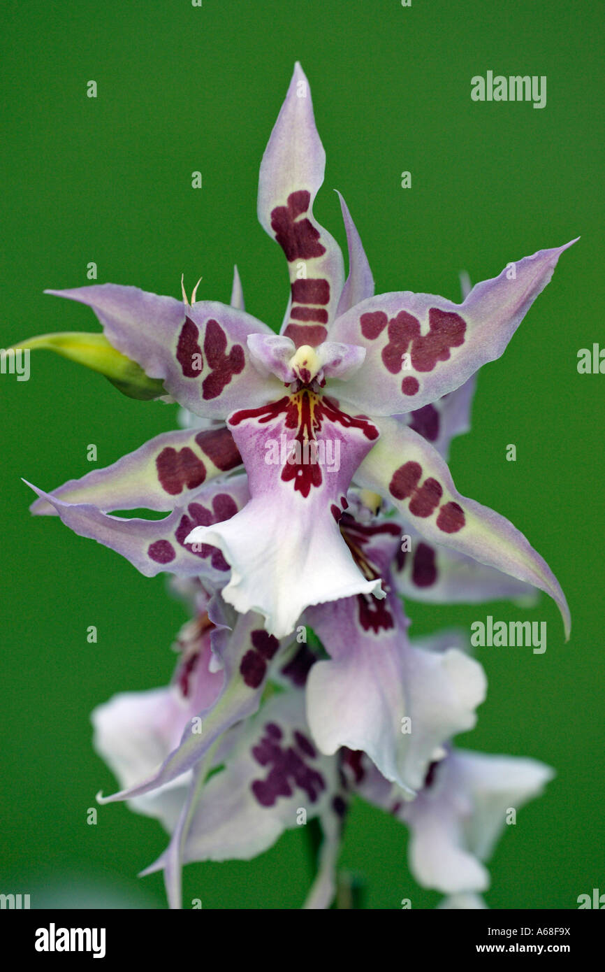 Tropische Orchidee (Beallaras, Peggy Ruth Carpenter Morgen Freude), Blüte Stockfoto