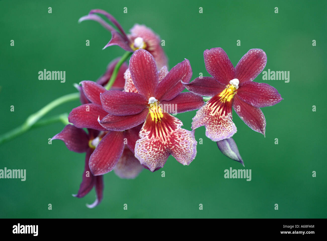 Tropische Orchidee (Burrageara Nellie Isler Pololei), Blüte Stockfoto