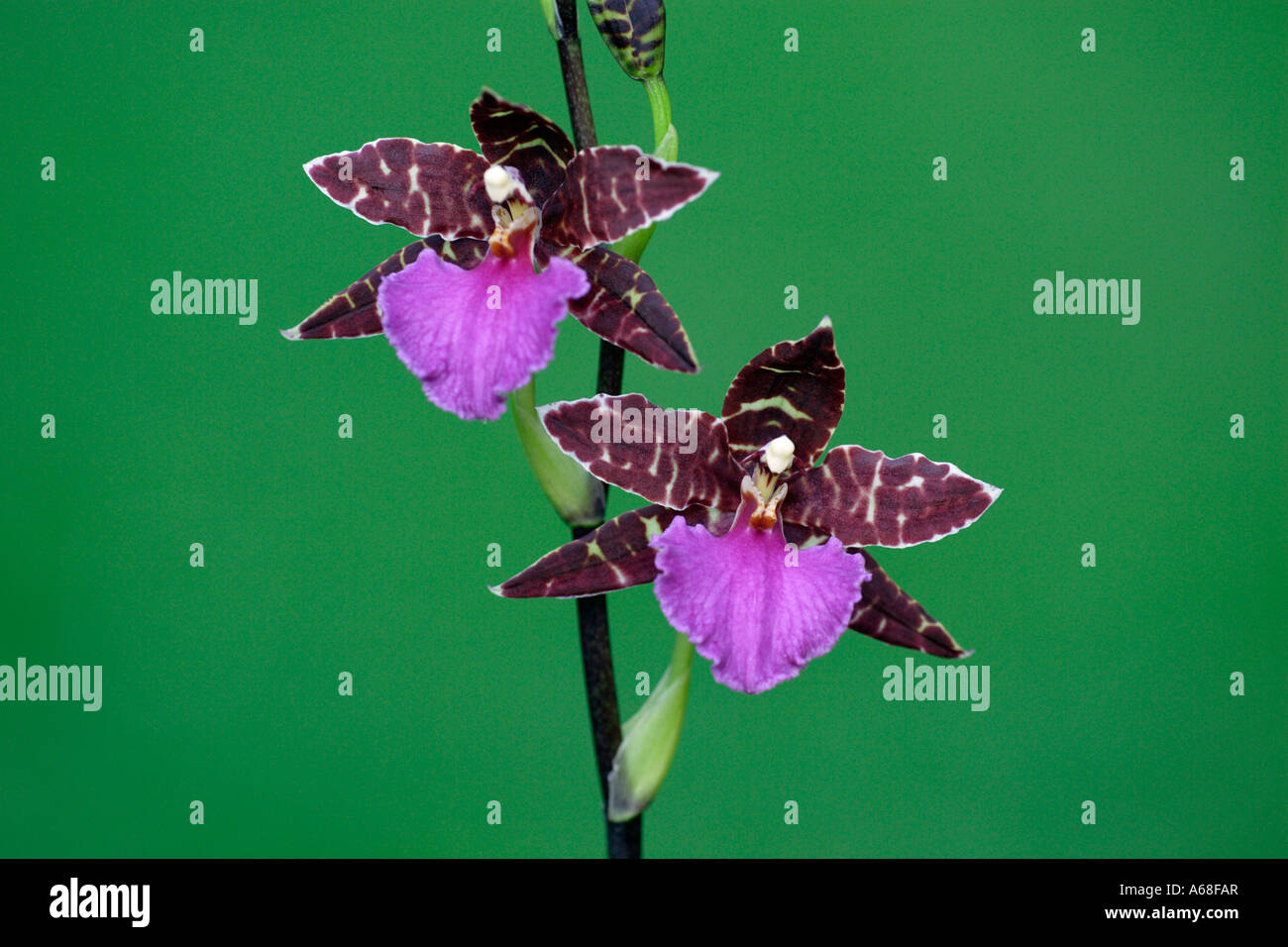 Tropische Orchidee (Zygopetalum var.), Blüte Stockfoto