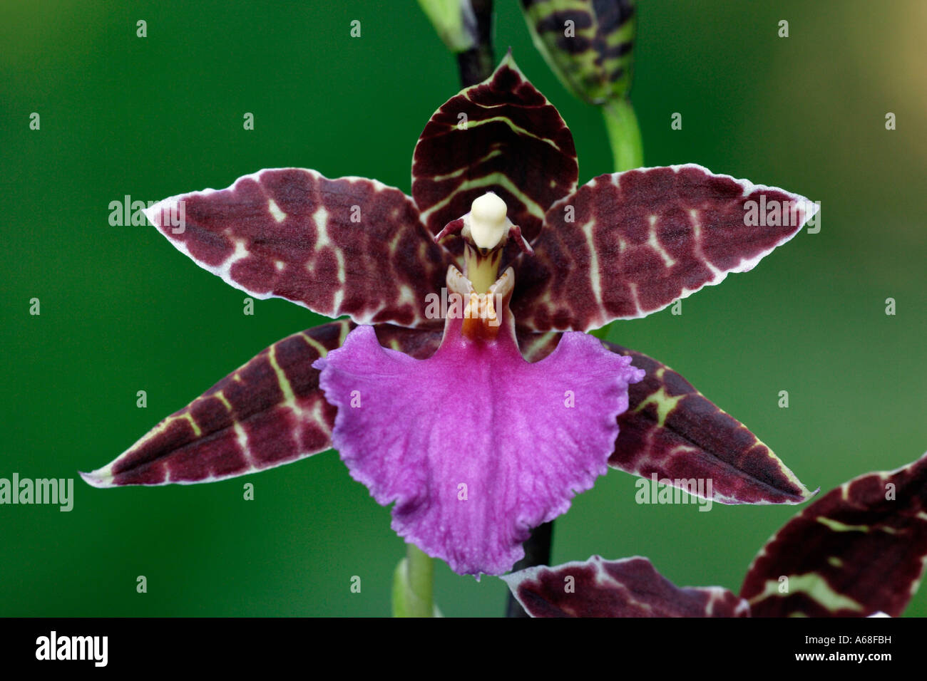Tropische Orchidee (Zygopetalum var.), Blüte Stockfoto