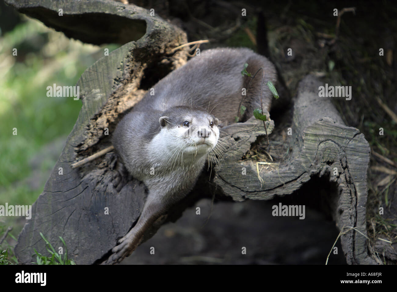 Oriental kleine krallte Otter, asiatische kleine krallte Otter (Aonyx Cinerea) in einem hohlen Baumstamm Stockfoto