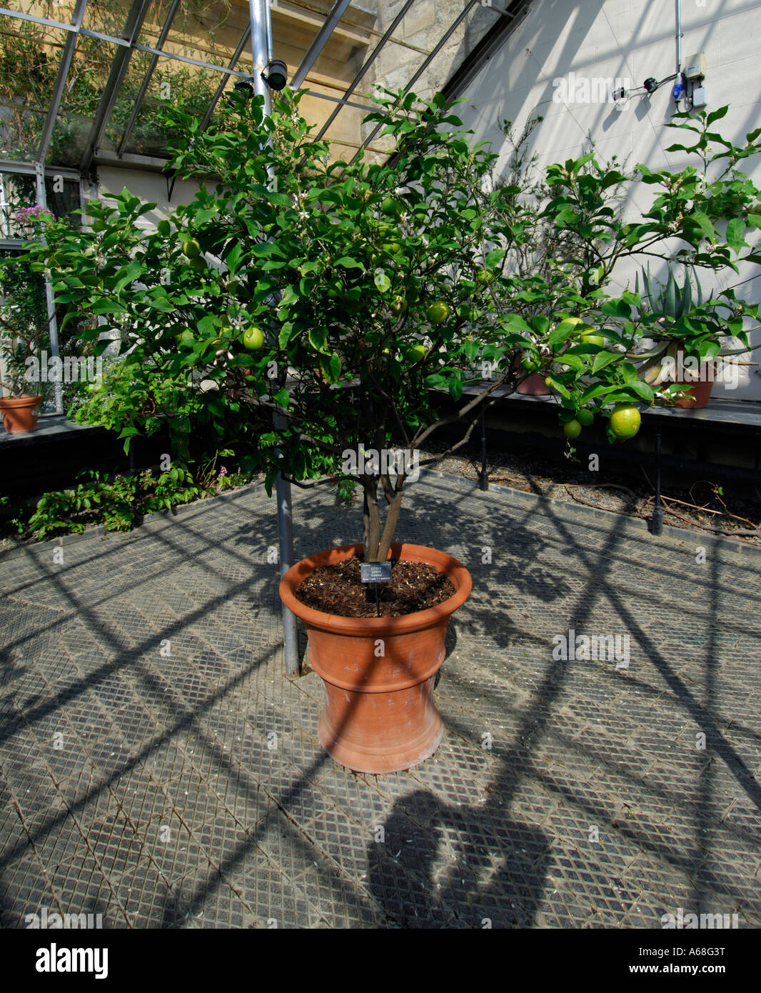 Zitronenbaum im Wintergarten der botanischen Gärten Oxford Oxford Universität Stockfoto