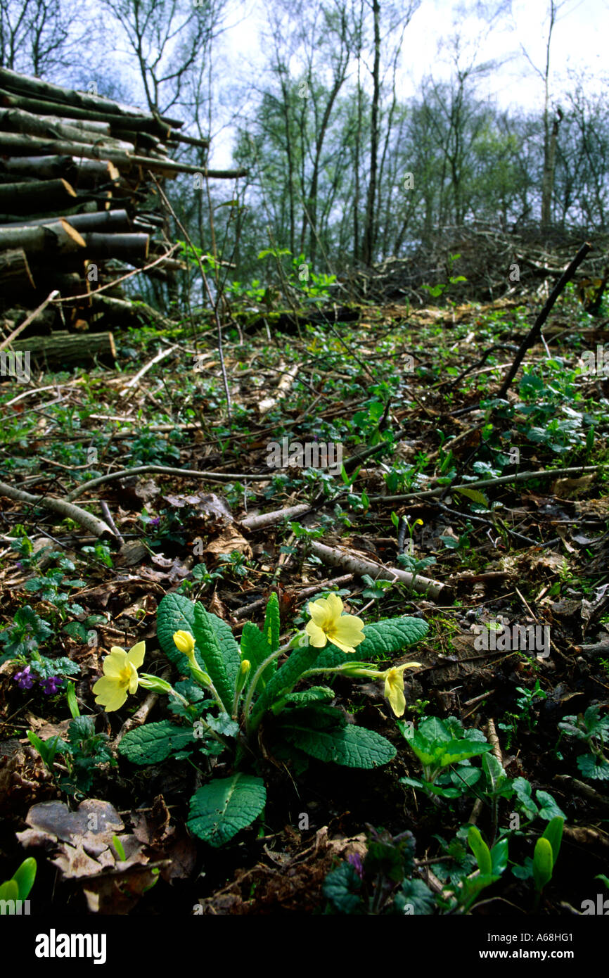 Primel (Primula Vulgaris) blüht in vor kurzem Schnitt Birken und Weiden Niederwald. Sussex, England. Stockfoto