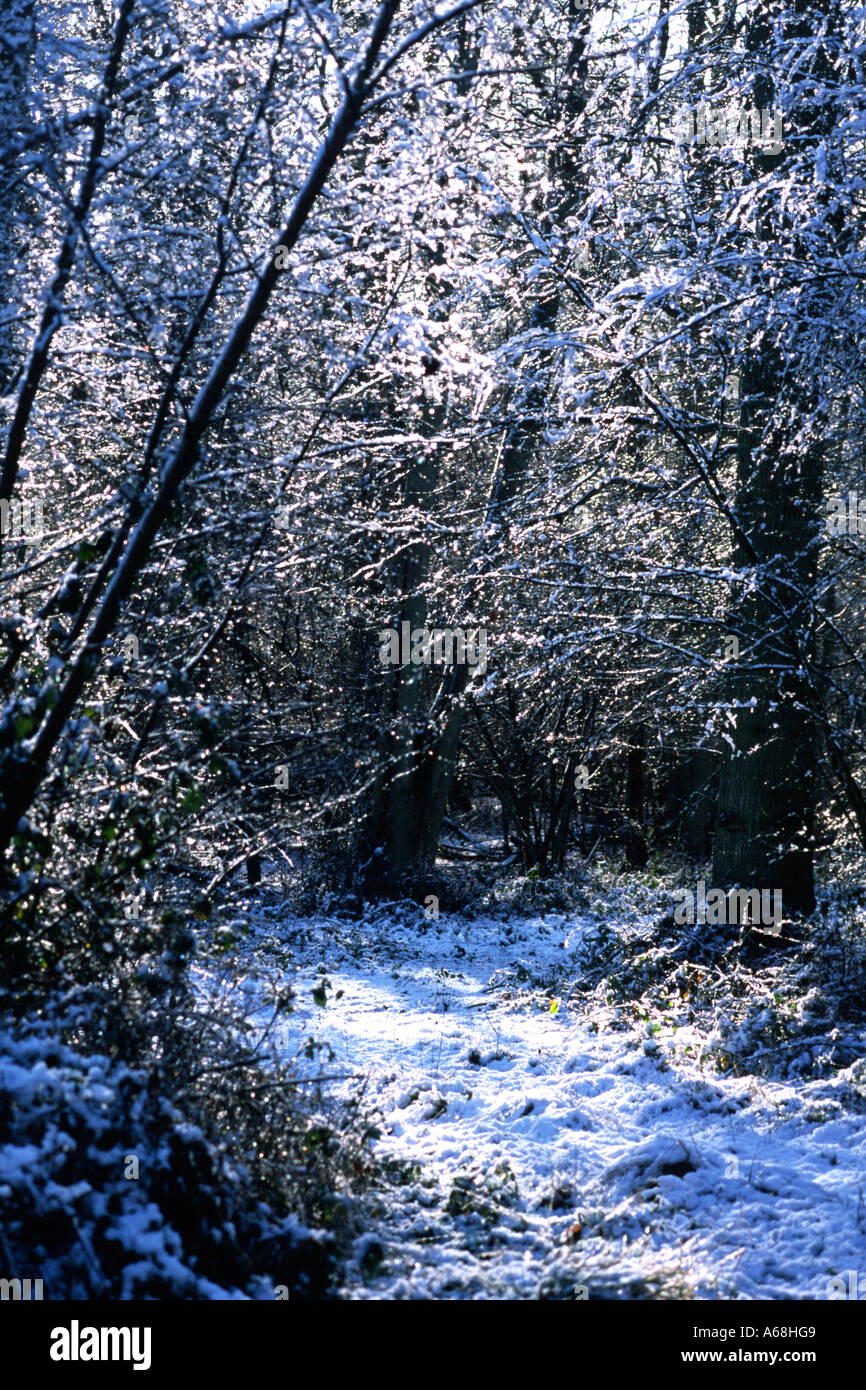 Verfolgen Sie durch Mischwald von Eiche, Haselnuss, Esche und Birke nach einem Sturz von Schnee. Sussex, England. Stockfoto