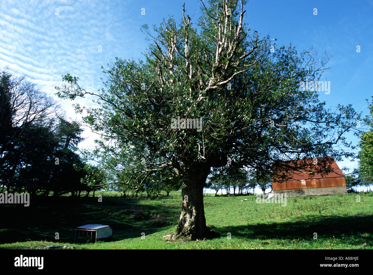 Antike beschnitten Stechpalme (Ilex Aquifolium) in einem verlassenen Hof. Powys, Wales, UK. Stockfoto