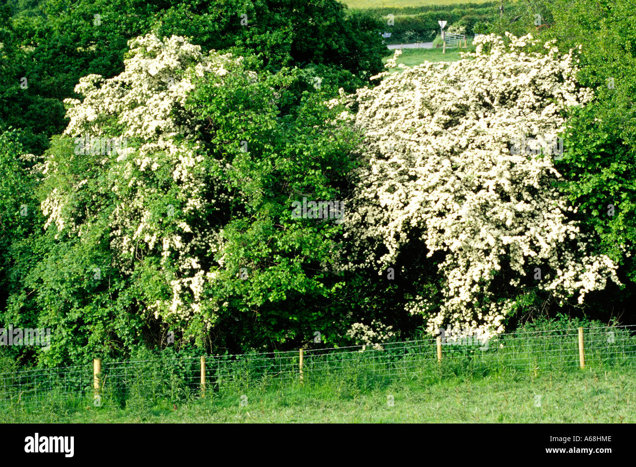 Gemeinsamen Weißdorn (Crataegus Monogyna) Blüte in eine große Hecke. (Kann blühen) Powys, Wales, UK. Stockfoto
