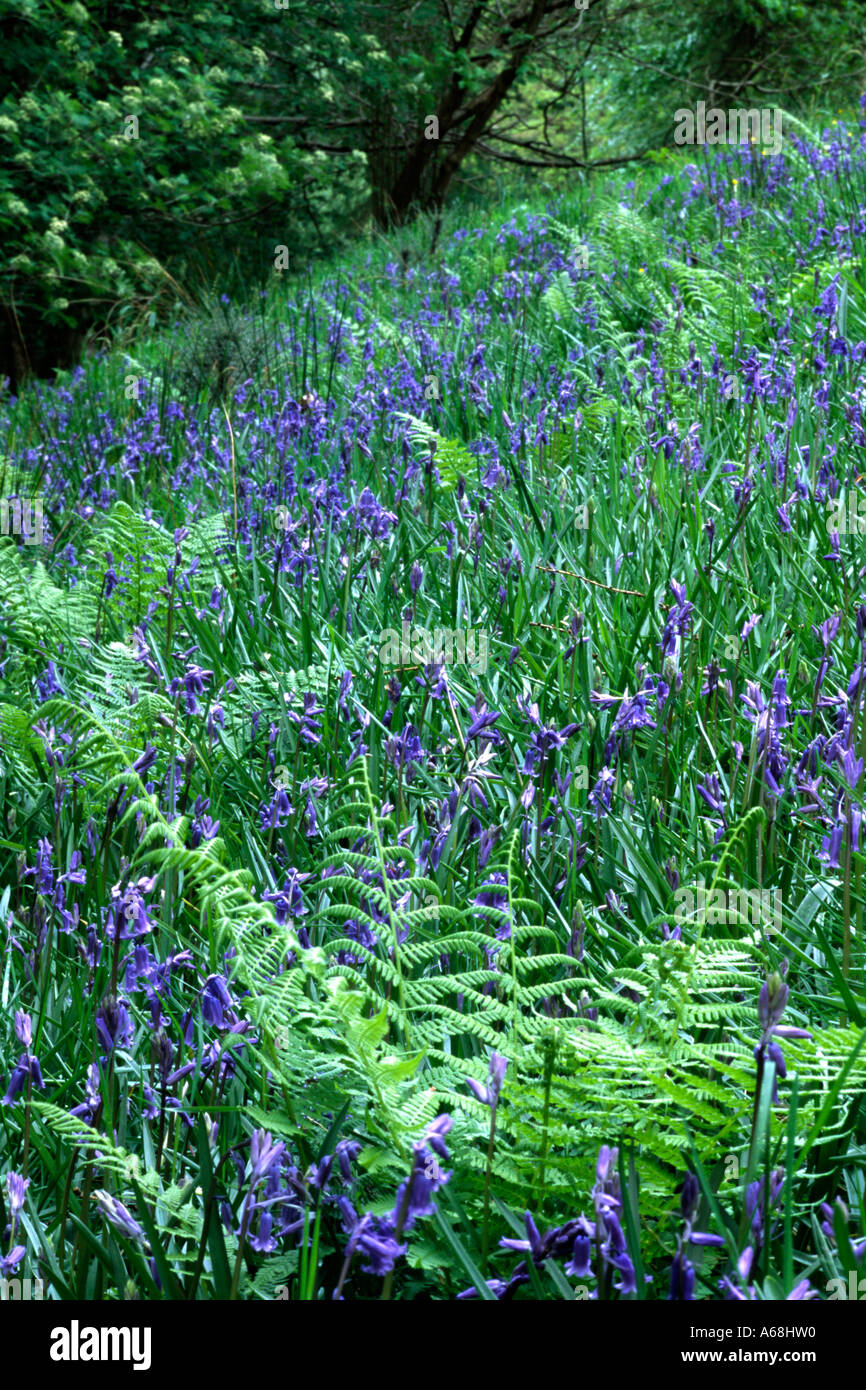 Massierten blühenden Glockenblumen (Hyacinthoides non-Scripta) mit Farnen am Rande des Waldes. Powys, Wales, UK. Stockfoto