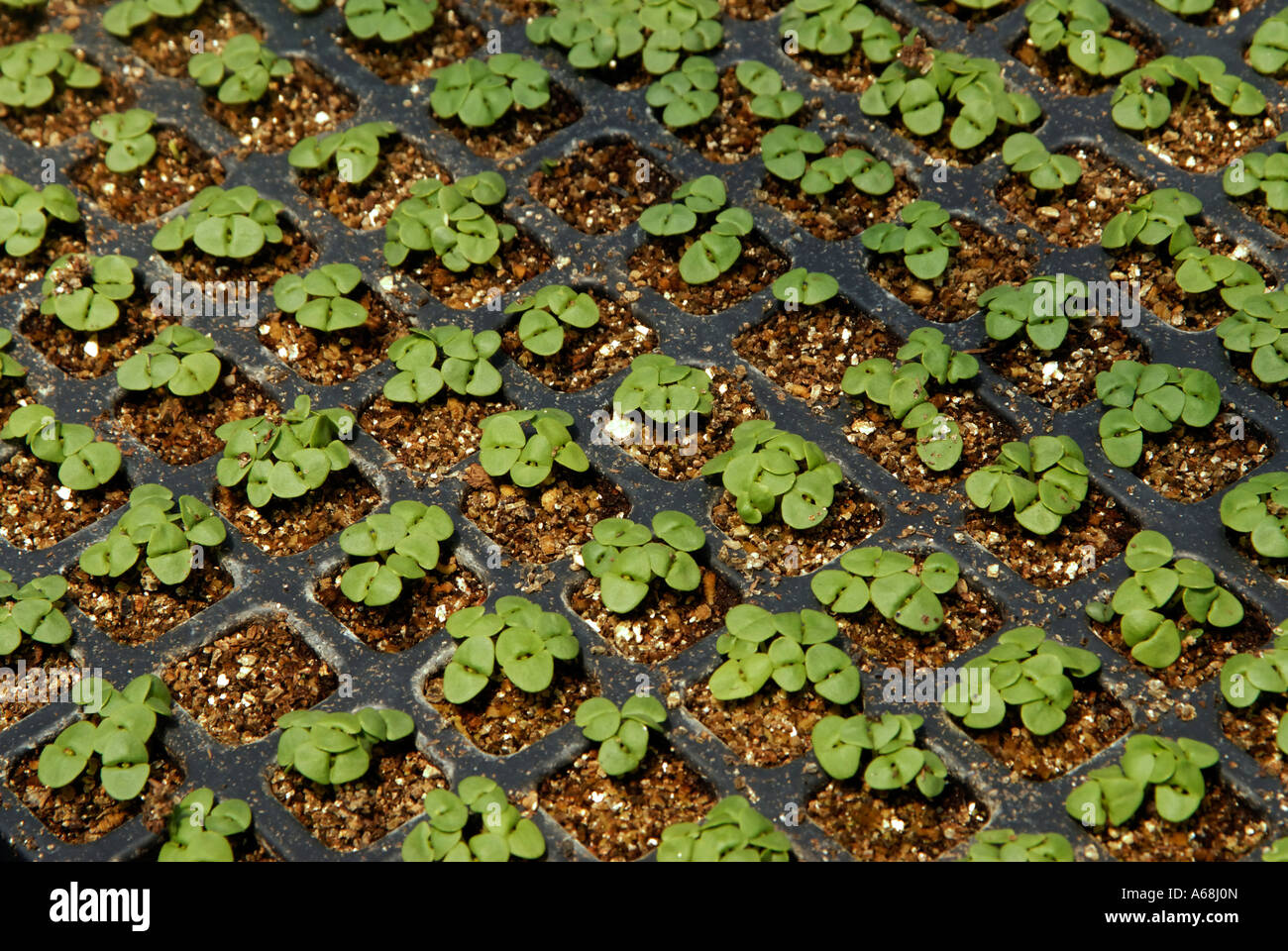 Kraut-Setzliste Stockfoto