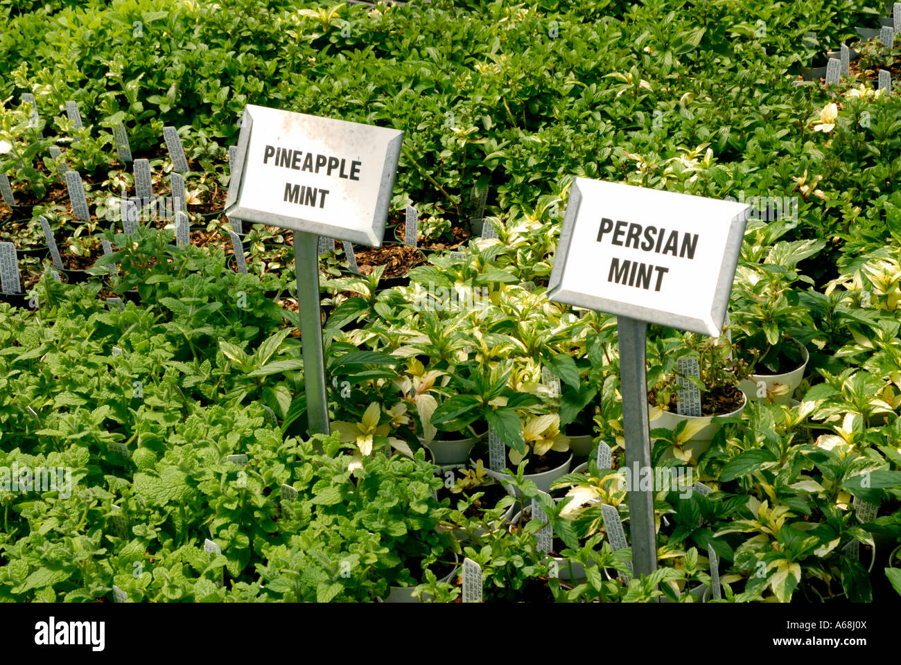 Vielzahl von Minze an einem Kraut Stockfoto