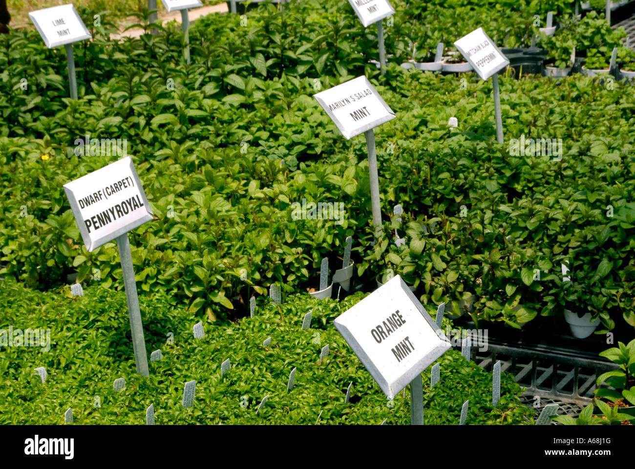Vielzahl von Minze an einem Kraut Stockfoto