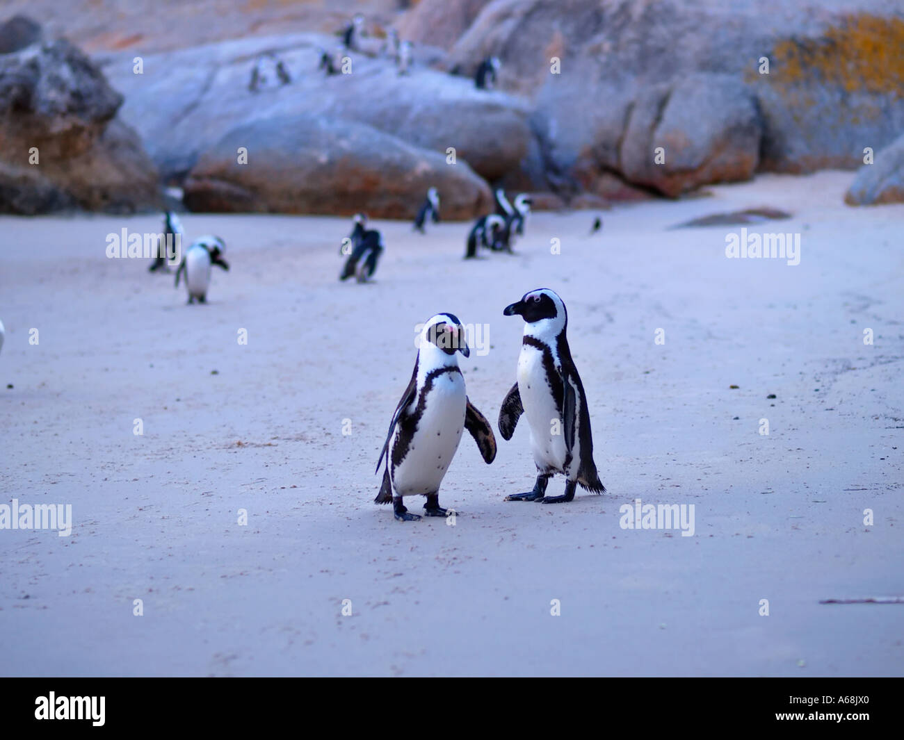 Jackass Pinguine am Boulders Beach in der Nähe von Kapstadt in Südafrika bei Kapstadt afrikanischen Sonnenaufgang Stockfoto