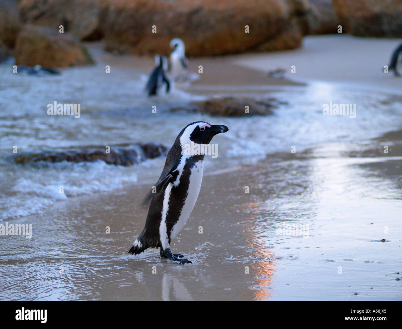 Jackass Pinguine am Boulders Beach in der Nähe von Kapstadt in Südafrika bei Kapstadt afrikanischen Sonnenaufgang Stockfoto