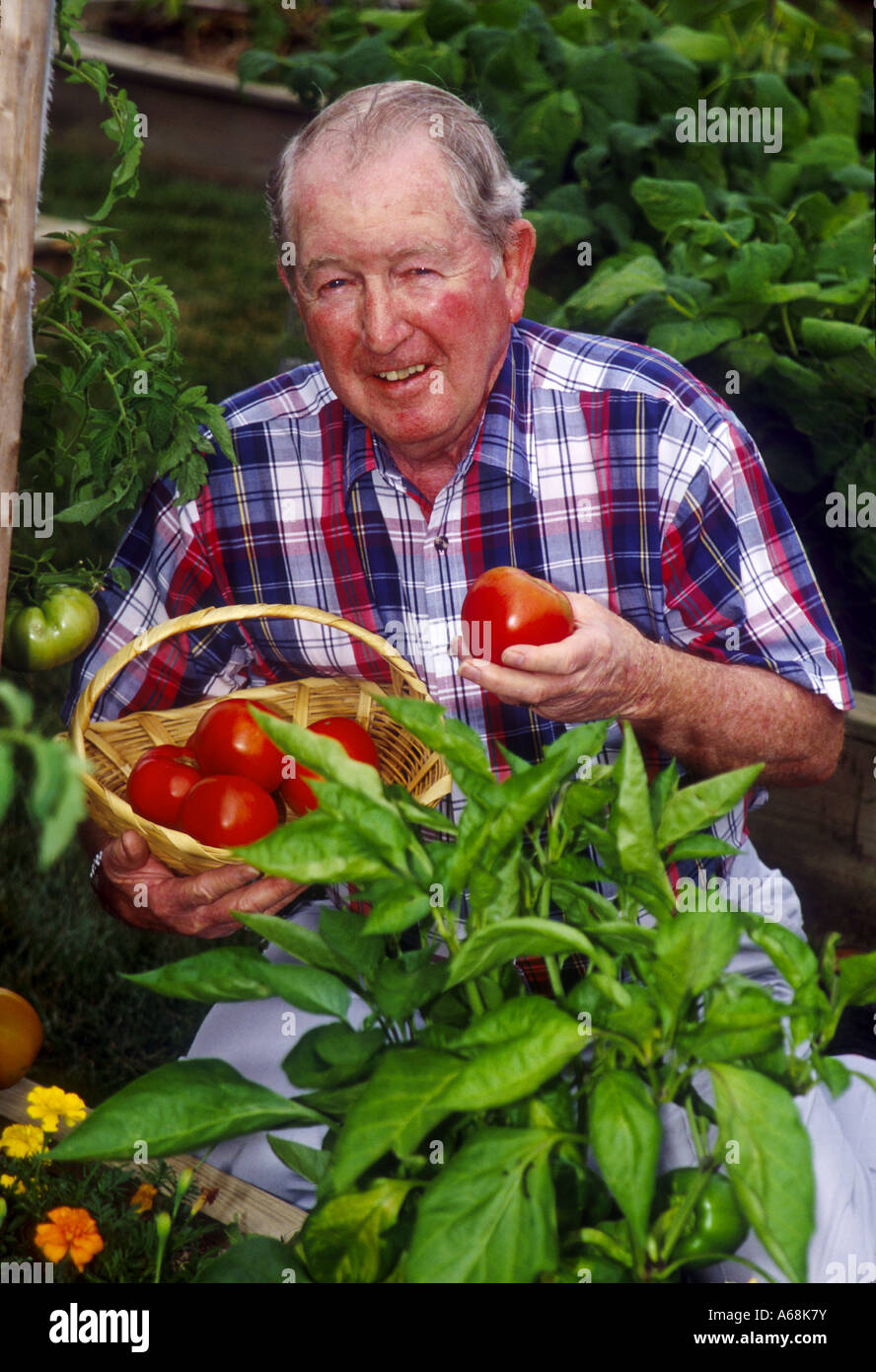 Senior woman Kommissionierung Tomaten aus seinen Gemüsegarten Stockfoto