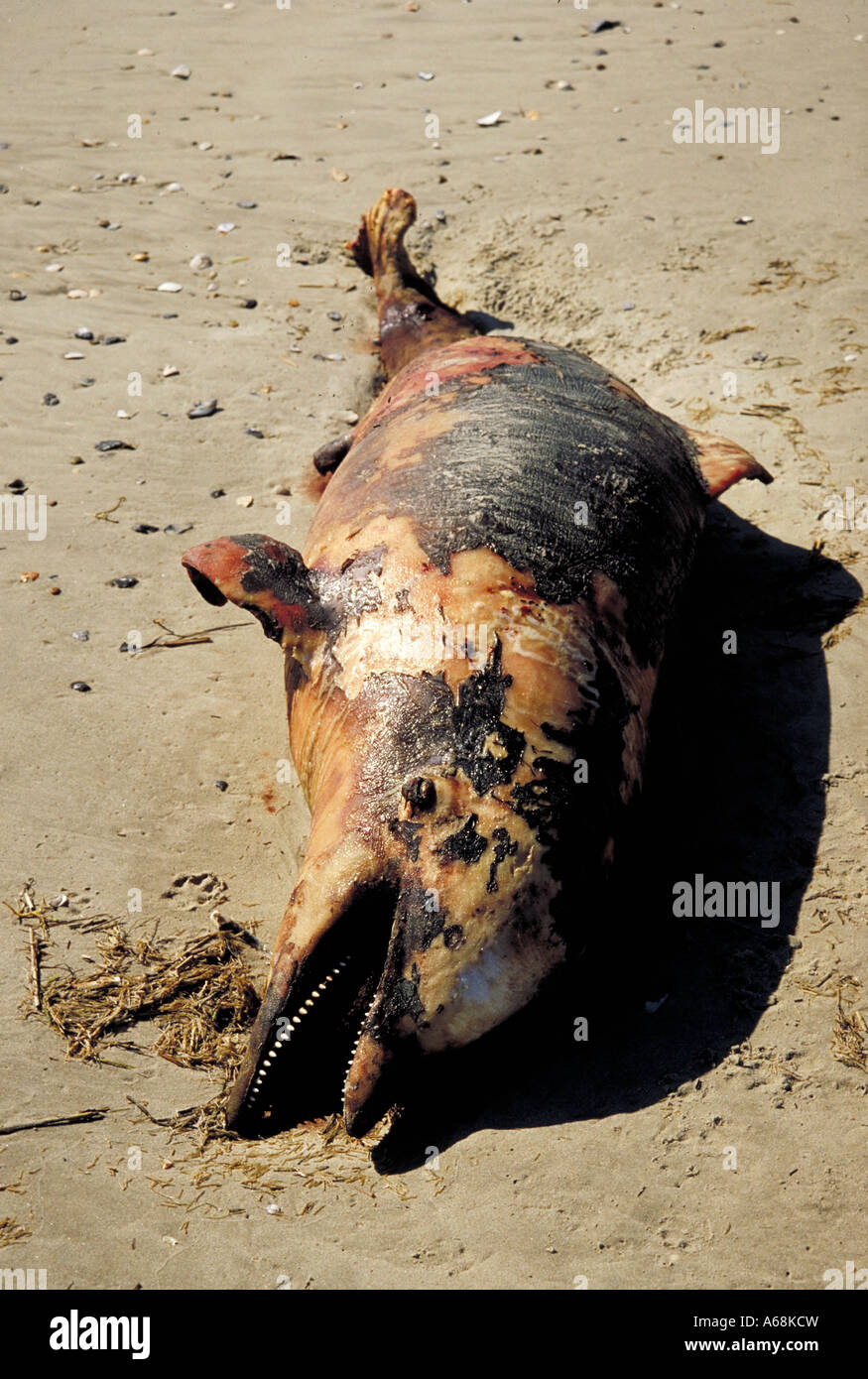 Tote Schweinswale angespült am Strand Outer Banks von North Carolina Stockfoto