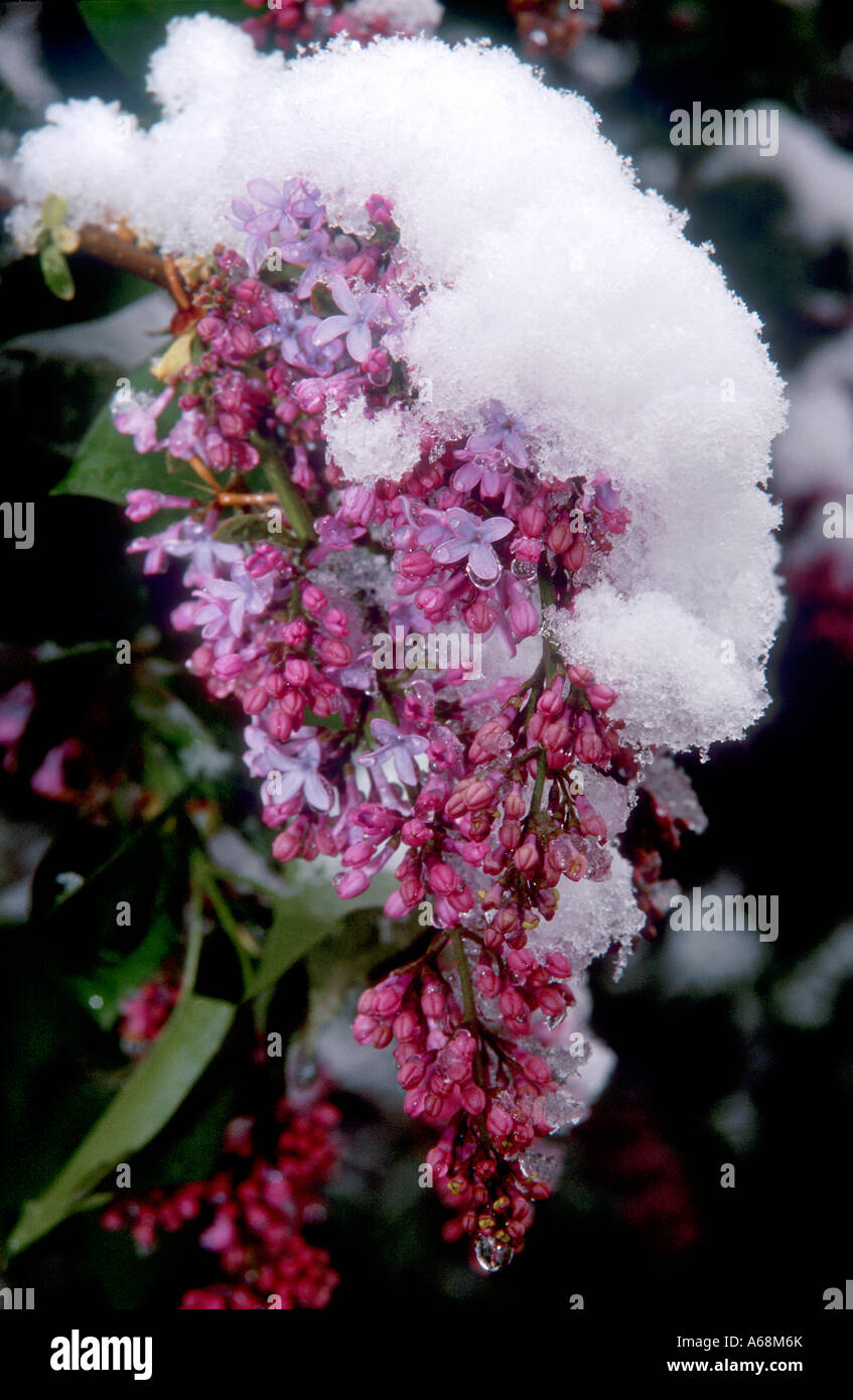 Lila Blüten im Frühlingsschnee bedeckt Stockfoto
