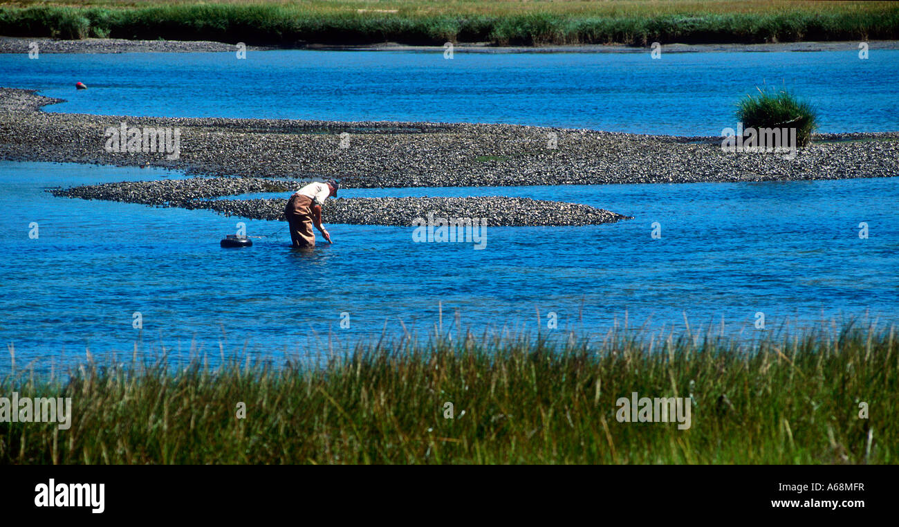 Mann clamming bei Ebbe Orleans Cape Cod Stockfoto