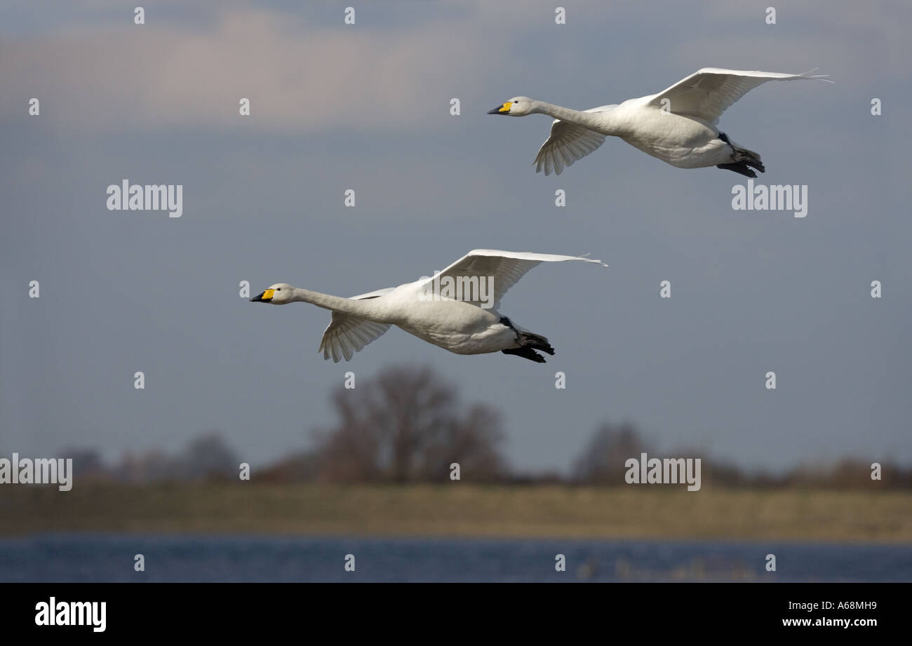 Whooper Schwäne Cygnus Cygnus Ouse wäscht Cambs Stockfoto