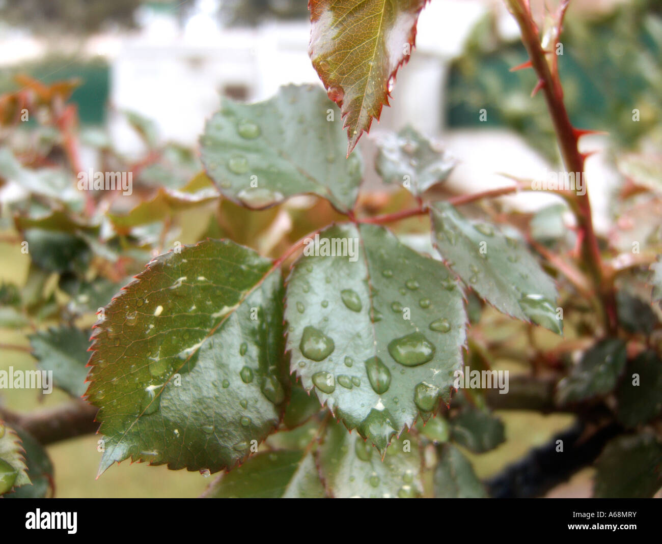 Rose Pflanzenblätter mit Regentropfen Stockfoto