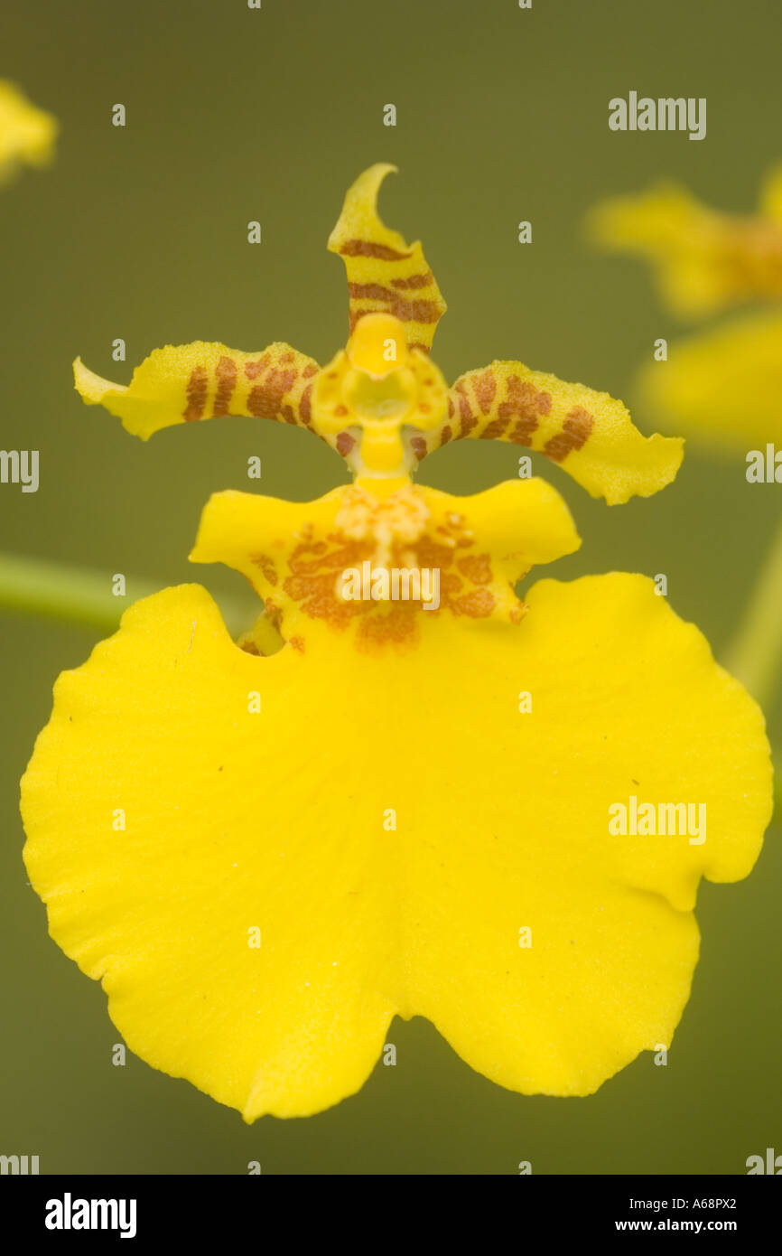 Makroaufnahme einer Orchidee b Stockfoto