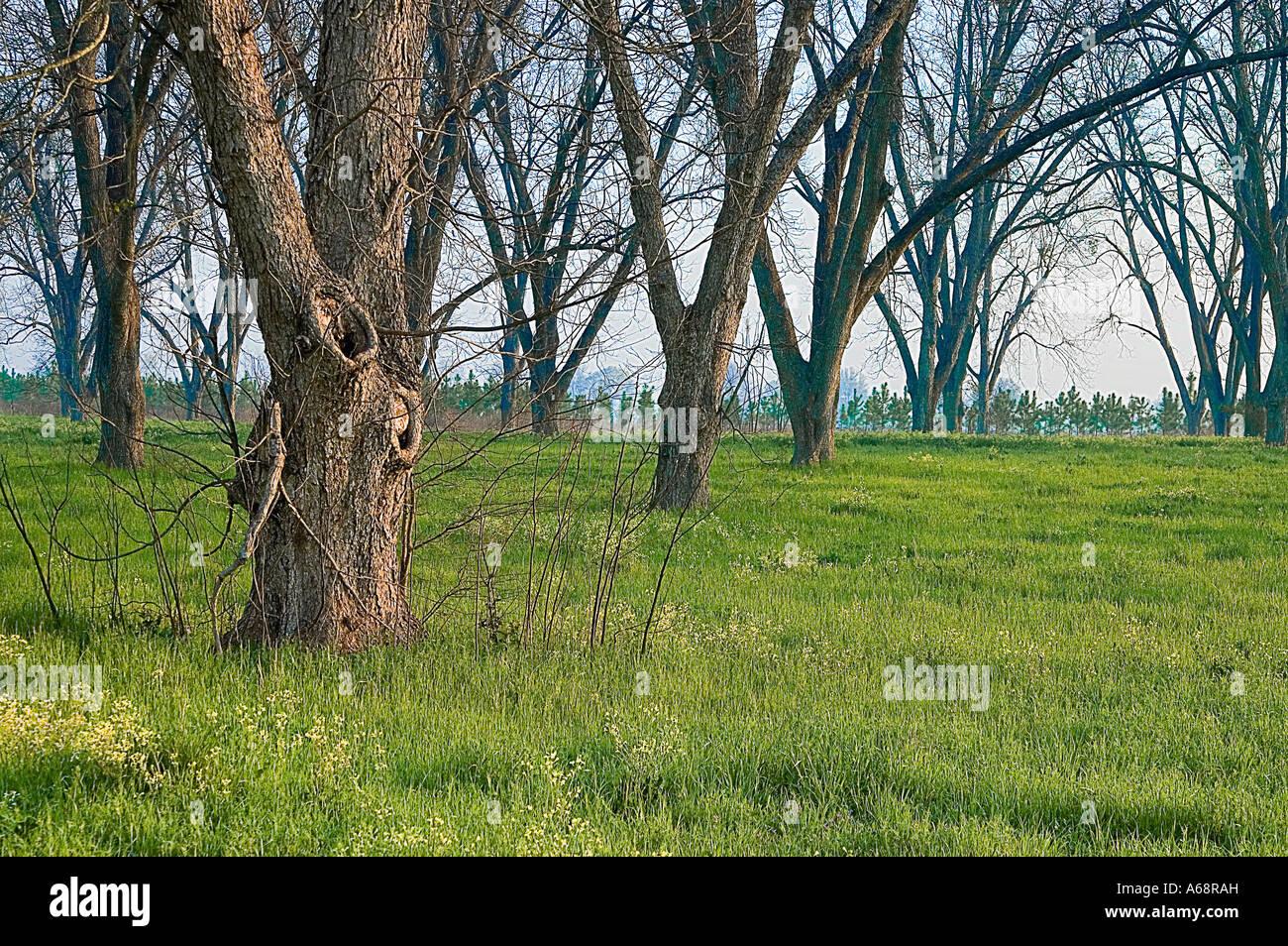 Reife Pecan Obstgarten erschossen im zeitigen Frühjahr im frühen Morgenlicht Stockfoto
