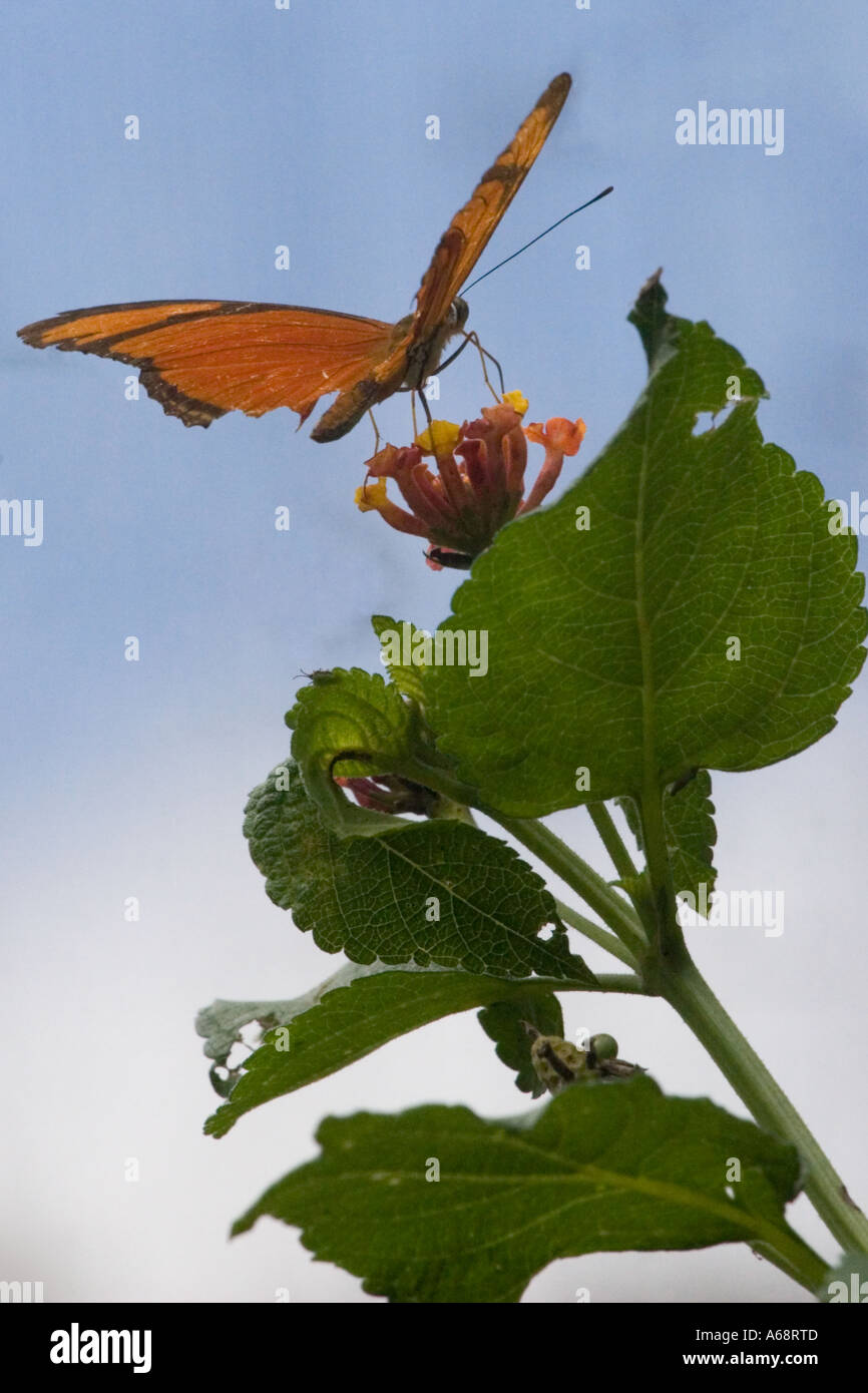 Orange Julia Longwing Schmetterling auf einer rosa und gelbe Blume C Stockfoto