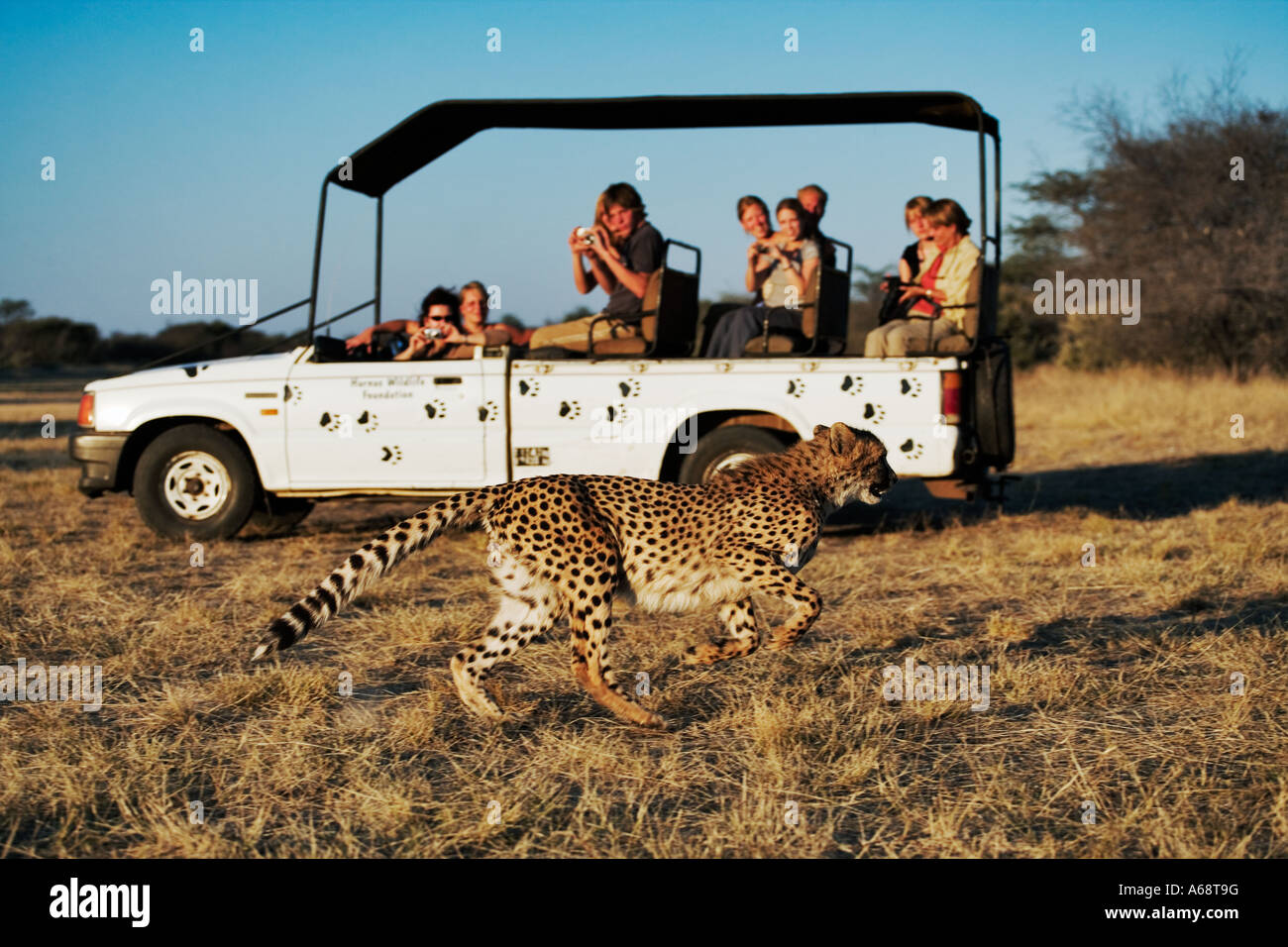 Gepard Acinonyx Jubatus Touristen in Safari-Fahrzeug einen Gepard auf der Wiese beobachten. Privaten Wildreservat Namibias Stockfoto