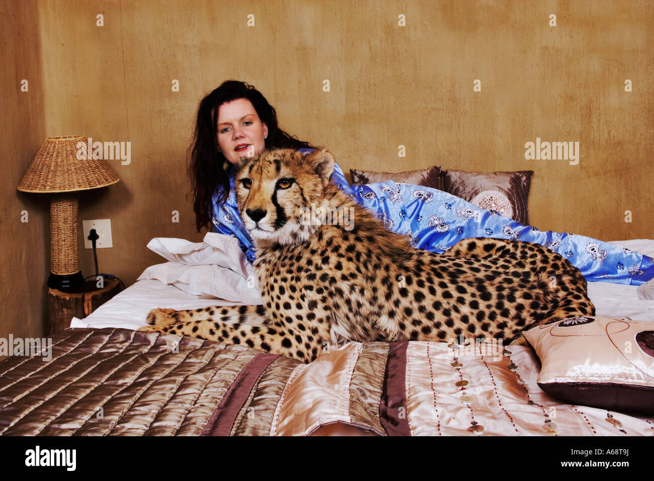 Geparden und Frauen liegen auf Bett Acinonyx Jubatus Namibia Stockfoto