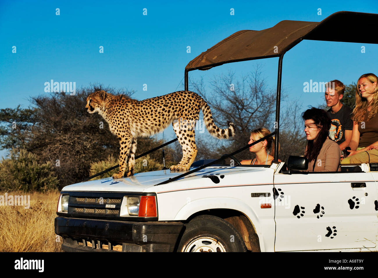Gepard Acinonyx Jubatus mit einem touristischen Fahrzeug wie einem hohen Aussichtspunkt. Private Game Reserve Namibia Stockfoto